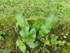 Microsorum scolopendria