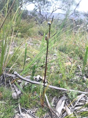 Orthoceras strictum