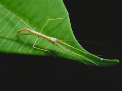 Phasmida