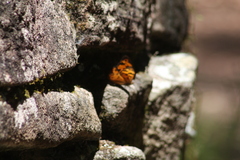 Heteronympha mirifica