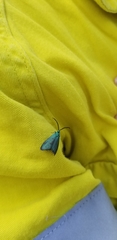 Pollanisus viridipulverulenta