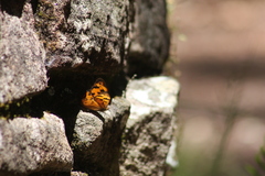 Heteronympha mirifica