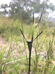 Orthoceras strictum