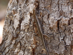 Cryptoblepharus virgatus