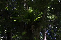Asplenium australasicum