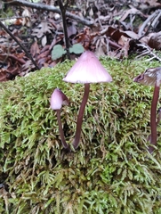Mycena purpureofusca