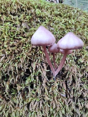 Mycena purpureofusca