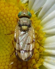 Urophora stylata