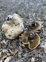 Caloboletus marshii