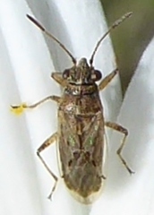 Nysius