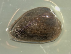 Striarca pisolina