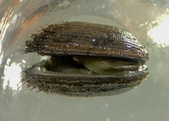 Striarca pisolina