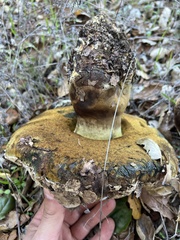 Caloboletus marshii