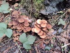 Psathyrella piluliformis