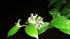 Cestrum nocturnum