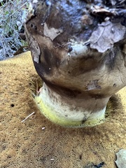 Caloboletus marshii