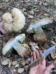 Caloboletus marshii