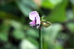 Formica fusca