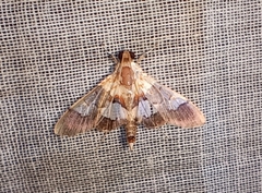 Aetholix flavibasalis