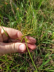 Cyperus polystachyos