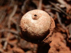 Tulostoma polymorphum