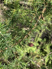 Grevillea juniperina