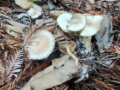 Clitocybe