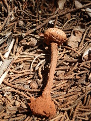 Tulostoma polymorphum