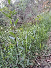 Senecio linearifolius linearifolius