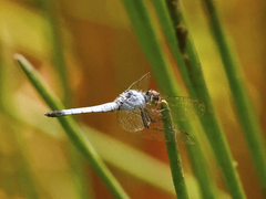 Brachydiplax denticauda