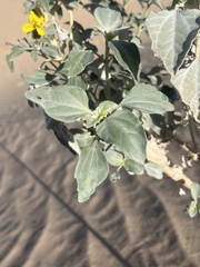 Helianthus niveus tephrodes