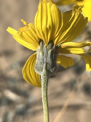 Helianthus niveus tephrodes