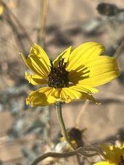 Helianthus niveus tephrodes