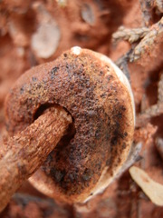 Tulostoma polymorphum