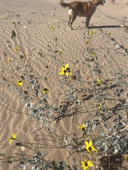 Helianthus niveus tephrodes