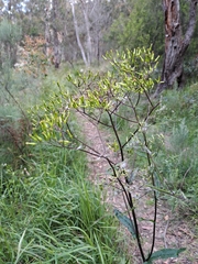 Senecio linearifolius linearifolius