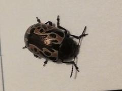 Calligrapha diversa