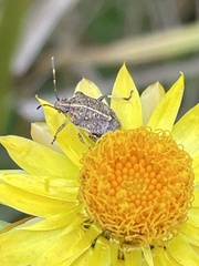 Oncocoris geniculatus