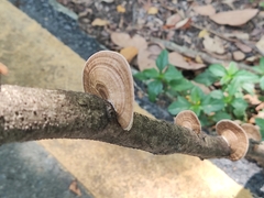 Hexagonia tenuis