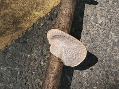 Hexagonia tenuis