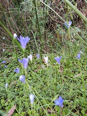 Wahlenbergia capillaris