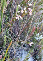 Erica dianthifolia