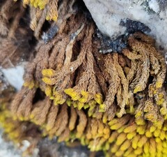 Hypodontium pomiforme