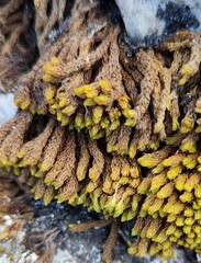 Hypodontium pomiforme