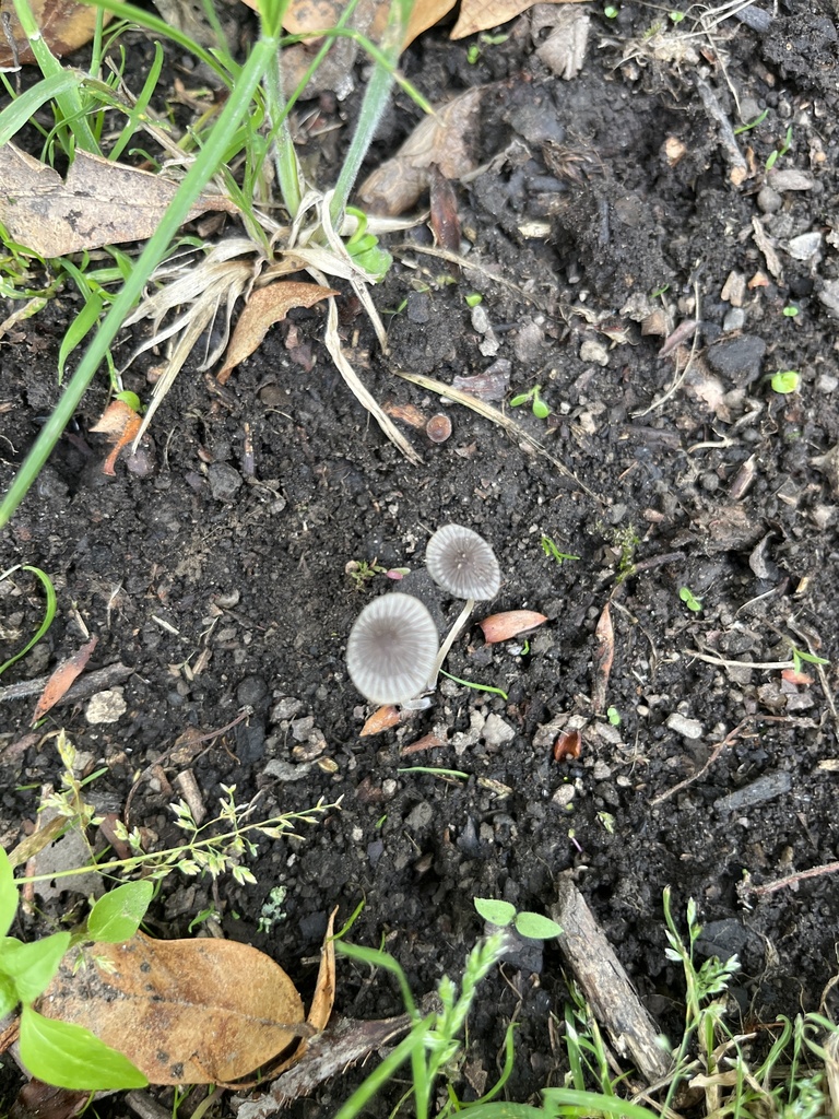 Coprinellus sect. Setulosi from Te Waipounamu/South Island ...