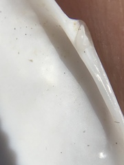 Megangulus bodegensis