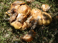 Suillus kaibabensis