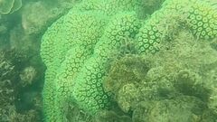 Galaxea fascicularis