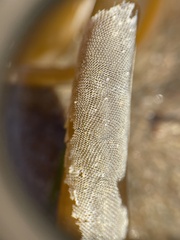 Membranipora membranacea