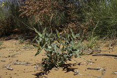 Angophora melanoxylon